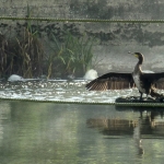 cormorant-drying-wings